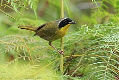 Bahama Yellowthroat